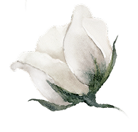 Rose Blanche Aquarelle | Bouton Élégant et Délicat Bouton de rose blanche délicat, illustré à l'aquarelle. Les pétales sont crème, le calice vert-gris. Élégance et pureté florale.